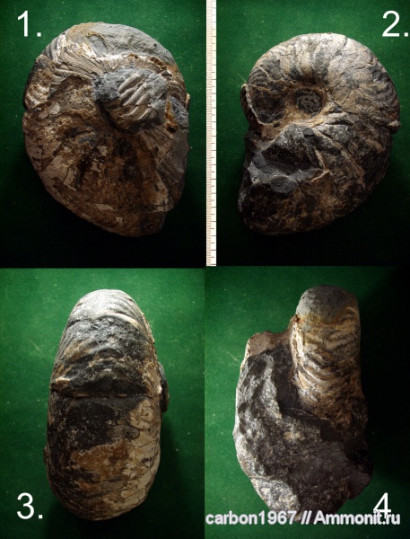 мел, наутилусы, Cretaceous