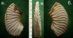Аммонит   из семейства Hoplitidae.