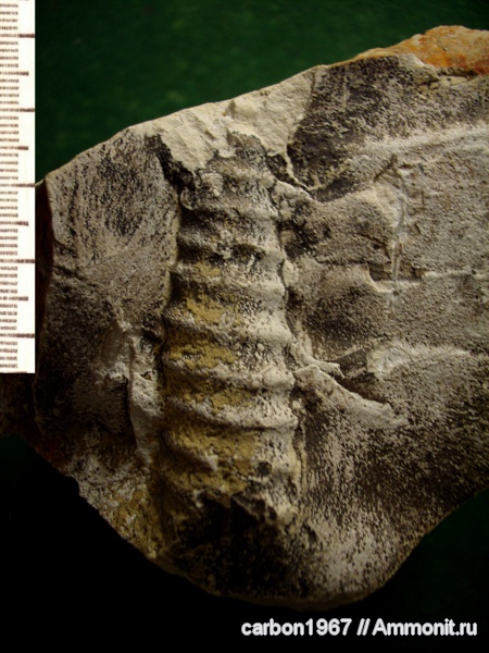 аммониты, мел, Ammonites, Cretaceous