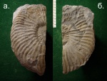 Аммонит  из семейства Hoplitidae.