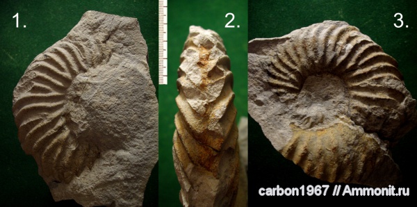 аммониты, мел, Ammonites, Cretaceous