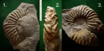 Аммонит из семейства Hoplitidae.