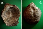 Моллюск Amphidonta latissima.