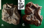 Трубки ( серпулы ) червей Serpula vermicularis (?). Трубки ( серпулы ) червей Serpula vermicularis (?).