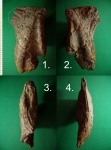 Ранний  Isognomon mulleti.