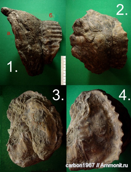 мел, двустворчатые моллюски, Exogyra, устрицы, Amphidonta, Cretaceous