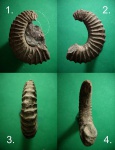 Гетероморфный аммонит из Ancyloceras-ов.