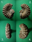Аммонит Ancyloceras sp.-1