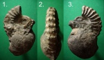 Аммонит Ancyloceras sp -2