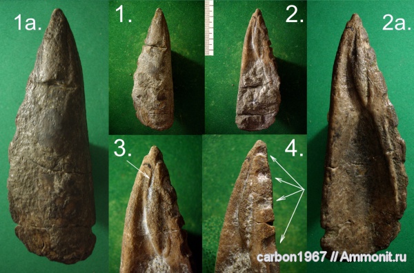 мел, двустворчатые моллюски, препарирование, Cretaceous