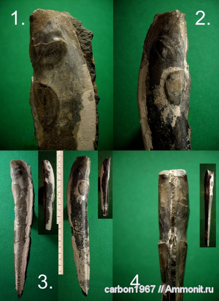 мел, двустворчатые моллюски, Gervillia, Cretaceous