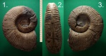 Гетероморфный аммонит Ammonitoceras (?) sp. .