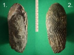 Изолированная створка моллюска Ptychomya elongata в процессе расчистки.