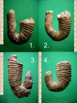 Барремские гетероморфные аммониты Hamites sp. и Acrioceras furcatum.