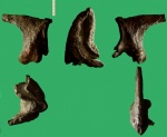 Моллюск Isognomon mulleti в пяти проэкциях.