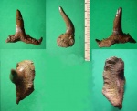 Пять проэкций зуба акулы Saivodus striatus.