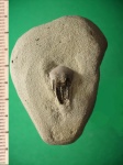 Зуб карбоновой рыбы Petalorhyrchus sp.