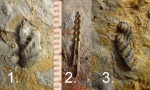 Зубы  карбоновой рыбы Poecilodus jonessii и плавниковый шип .