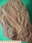 Листья каламита Asterophyllites longifolius f. striata.