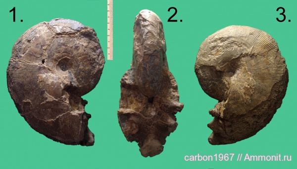 аммониты, мел, Euphylloceras, Ammonites, Cretaceous
