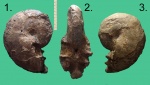 Аммонит - "напильник" Euphylloceras sp.