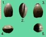 Брахиопода Russiella truncata.