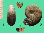 Кто то из Desmoceras sp.