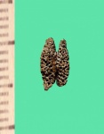 Проводящие сосуды ( паринхмы ) сигиллярии.