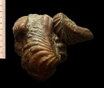 Скопление створок Pterotrigonia caudata.