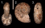 Фрагмокон крупного аммонита Parahoplites sp.