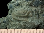 Аптих Lamellaptychus sp.