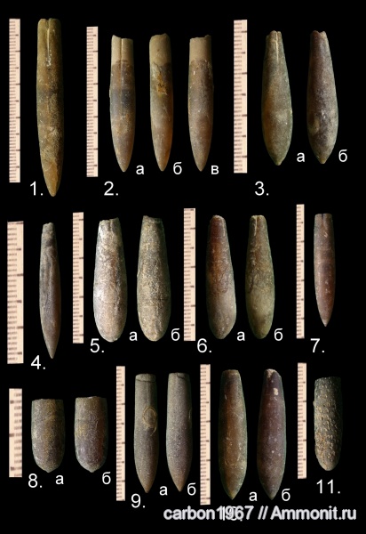 белемниты, мел, Cretaceous, belemnites