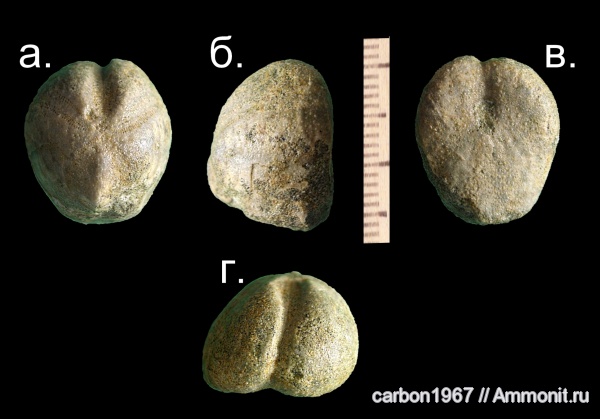 морские ежи, мел, Protobrissus, Cretaceous