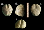 Ёж Protobrissus canoliculatys.