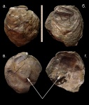 Устрица Amphidonta sp.