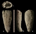 Губка Craticularia cylindrica.