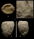 Губка Сoscinopora (?). Губка Сoscinopora (?).