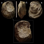 Устрица Amphidonta sp. жившая на аммоните.