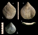 Брахиопода Symphythyris arguinensis.
