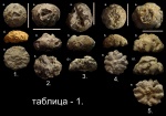 "Модельный" ряд губки рода Etheridgea. "Модельный" ряд губки рода Etheridgea.