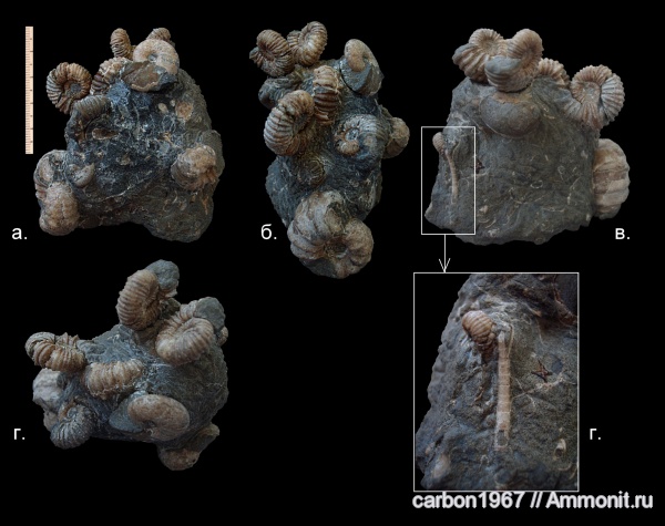 аммониты, мел, Ammonites, Cretaceous