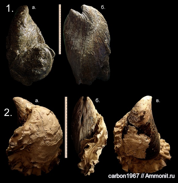 моллюски, мел, двустворчатые моллюски, устрицы, антропоген