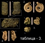Черви. Черви.