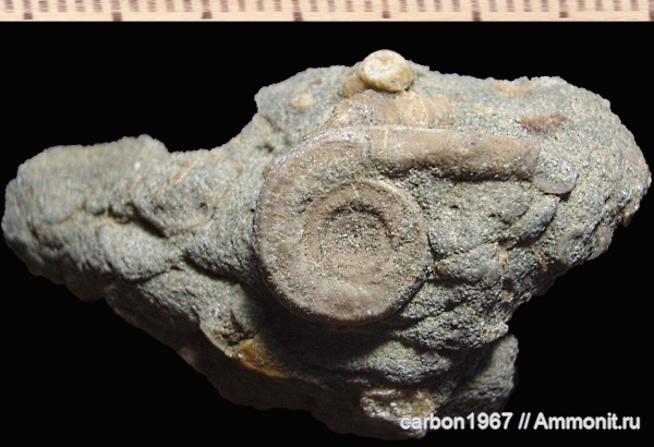 мел, черви, Serpula, Serpula damesi