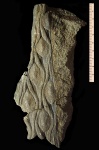 Фрагмент отпечатка Lepidodendron sp.