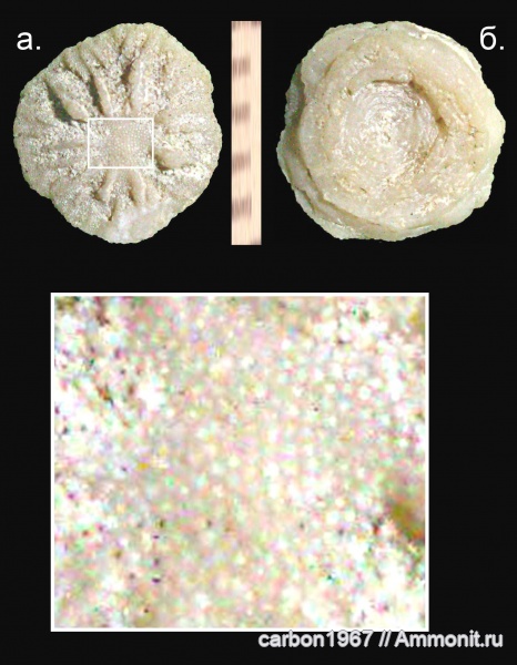 мел, палеоген, кораллы, склерактинии