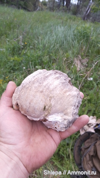 Шлёпа нашел