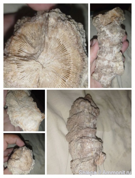 Rugosa, Palaeosmilia murchisoni
