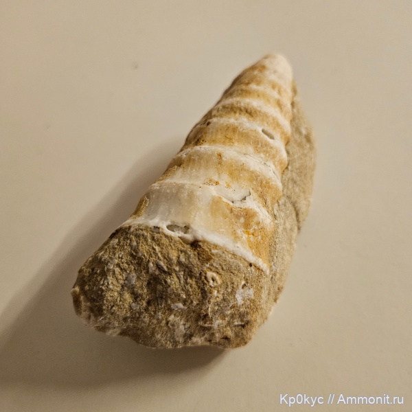 мезозой, Nerineidae, Азербайджан