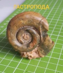 Гастропода